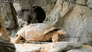 Acid Gifdump, December 21, 2017 (25 gifs)