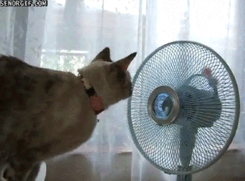 Acid Gifdump, December 21, 2017 (25 gifs)