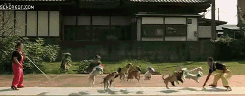 Acid Gifdump, December 21, 2017 (25 gifs)