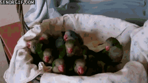 Acid Gifdump, December 21, 2017 (25 gifs)