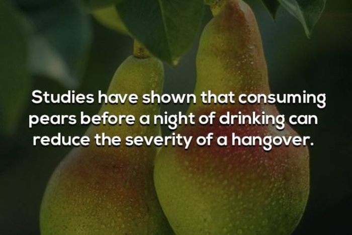 Hangover Facts (14 pics)