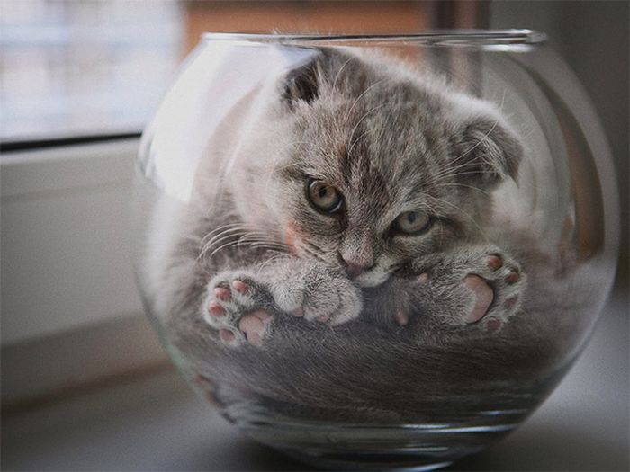 Proof That Cats Are Actually Liquid (18 pics)