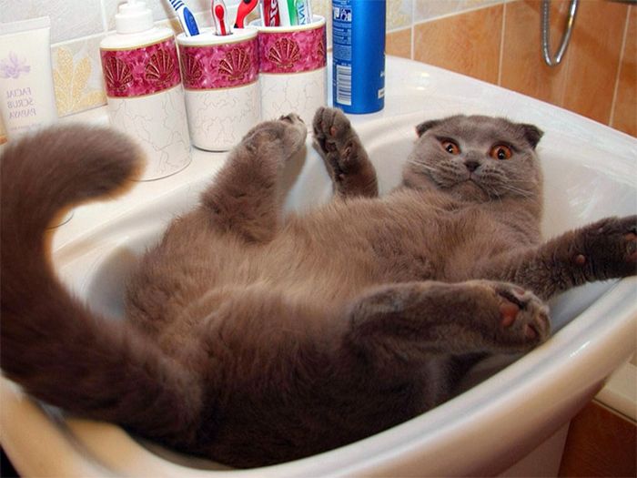 Proof That Cats Are Actually Liquid (18 pics)