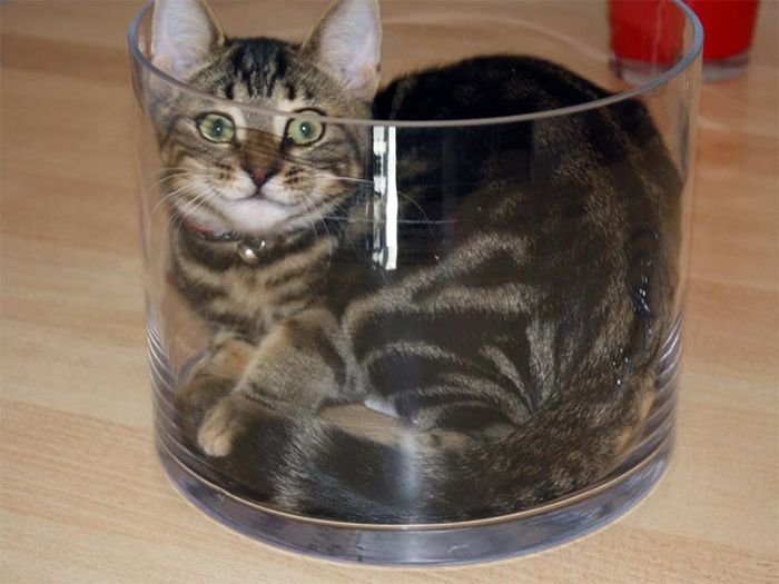 Proof That Cats Are Actually Liquid (18 pics)