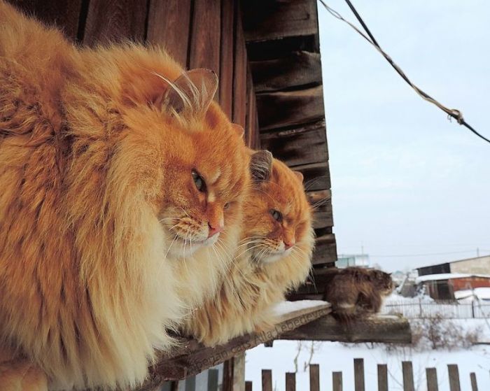 Siberian Farm Cats Have Absolutely Taken Over One Farmer’s Land (21 pics)