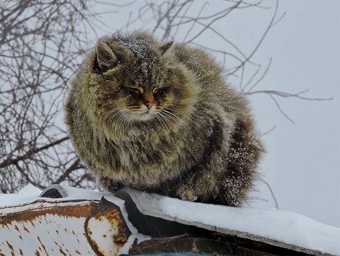 Siberian Farm Cats Have Absolutely Taken Over One Farmer’s Land (21 pics)