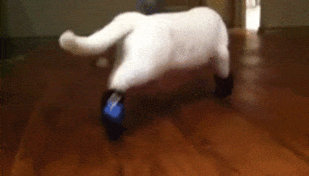 Pets And Shoes (14 gifs)