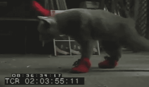 Pets And Shoes (14 gifs)