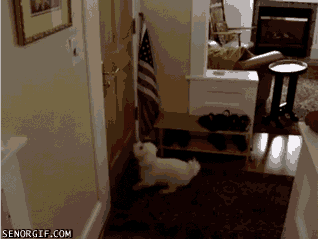 Acid Gifdump, December 25, 2017 (25 gifs)