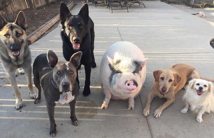 A piglet Who Grew Up With Five Dogs And Became One (6 pics)