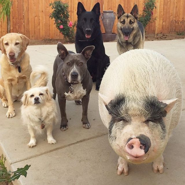 A piglet Who Grew Up With Five Dogs And Became One (6 pics)