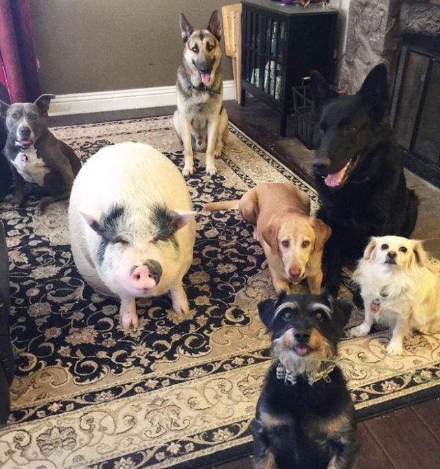 A piglet Who Grew Up With Five Dogs And Became One (6 pics)