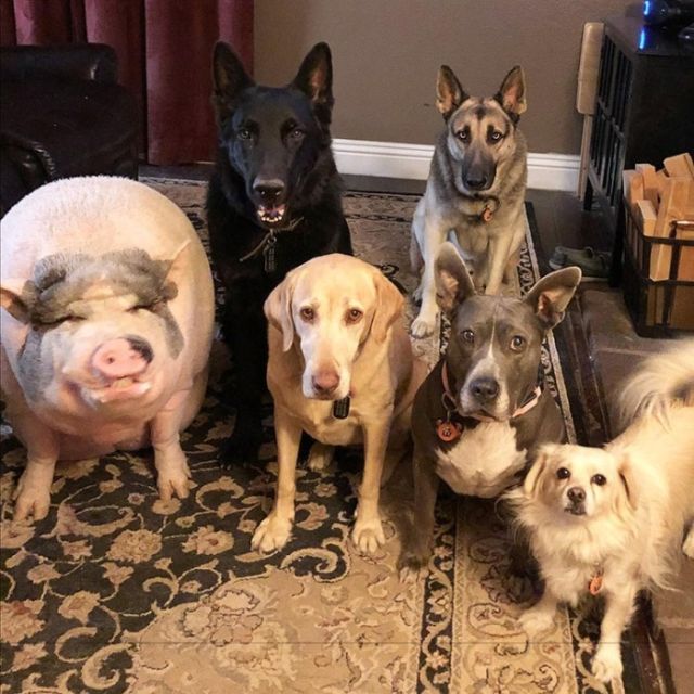 A piglet Who Grew Up With Five Dogs And Became One (6 pics)