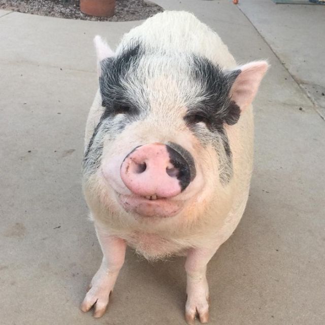 A piglet Who Grew Up With Five Dogs And Became One (6 pics)