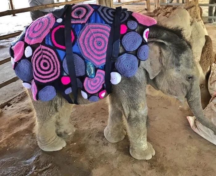 Orphan Elephants Get Homemade Blankets During Myanmar Cold Snap (5 pics)