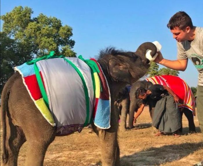 Orphan Elephants Get Homemade Blankets During Myanmar Cold Snap (5 pics)