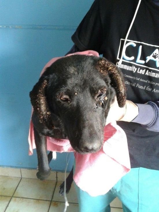 Amazing Transformation Of A Rescued Dog (8 pics)