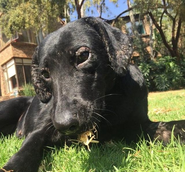Amazing Transformation Of A Rescued Dog (8 pics)