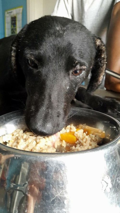 Amazing Transformation Of A Rescued Dog (8 pics)