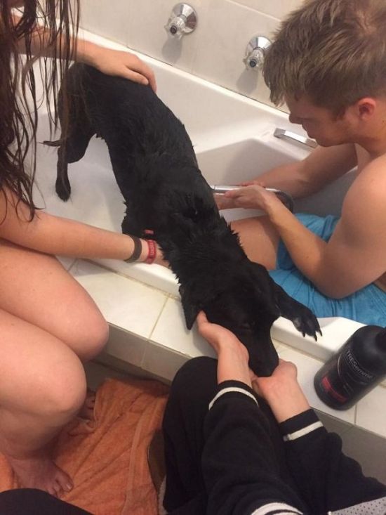 Amazing Transformation Of A Rescued Dog (8 pics)