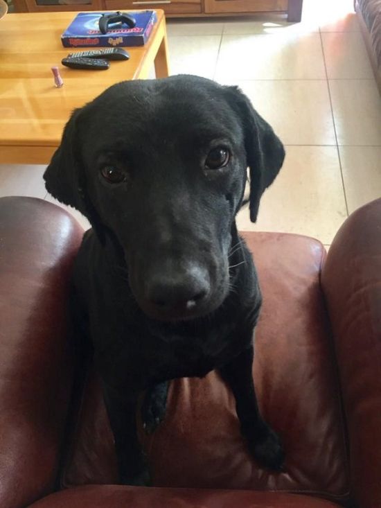 Amazing Transformation Of A Rescued Dog (8 pics)