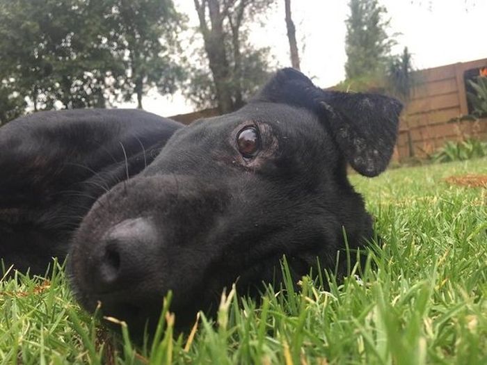 Amazing Transformation Of A Rescued Dog (8 pics)