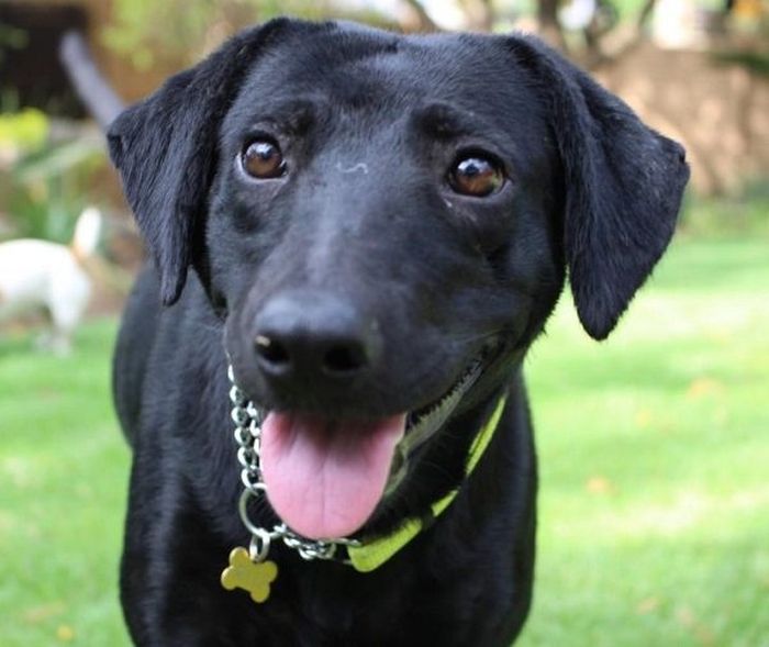 Amazing Transformation Of A Rescued Dog (8 pics)