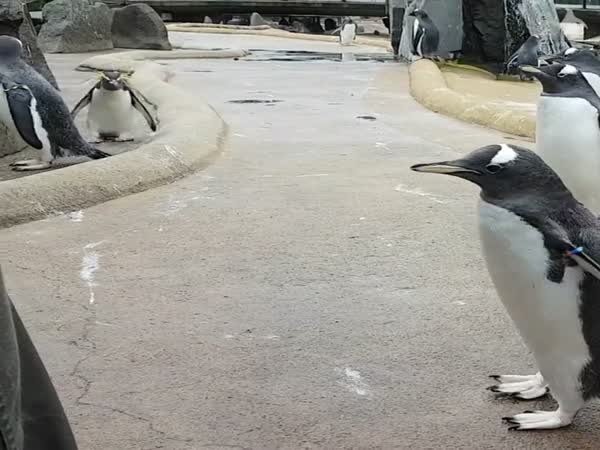 Happy Penguin Dancing And Jumping At The Zoo