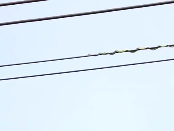 Snake on Electric Wire