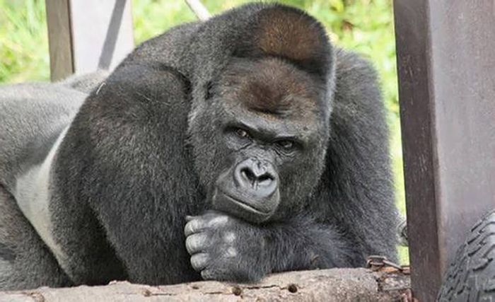 A Cool Gorilla (13 pics)