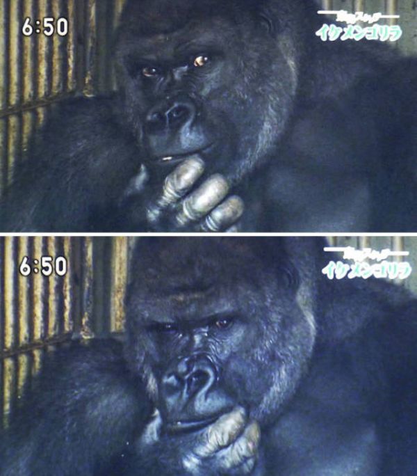 A Cool Gorilla (13 pics)