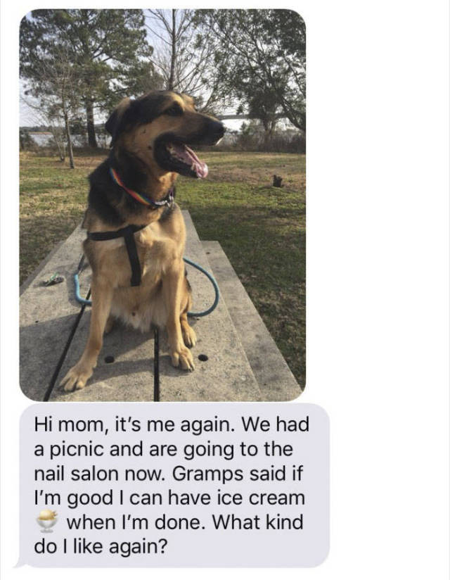 When Grandpa Babysits A Dog (12 pics)
