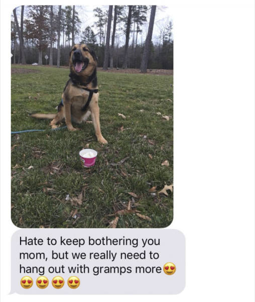 When Grandpa Babysits A Dog (12 pics)