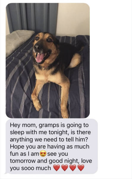 When Grandpa Babysits A Dog (12 pics)