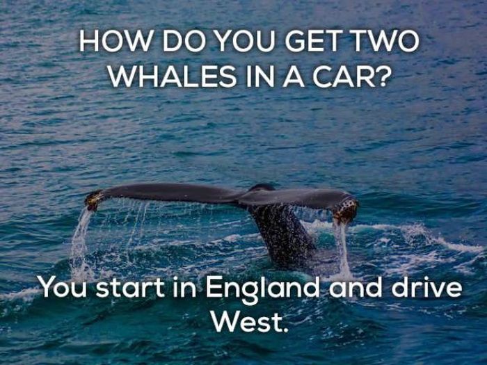 Bad Jokes That Are Actually Funny (17 pics)