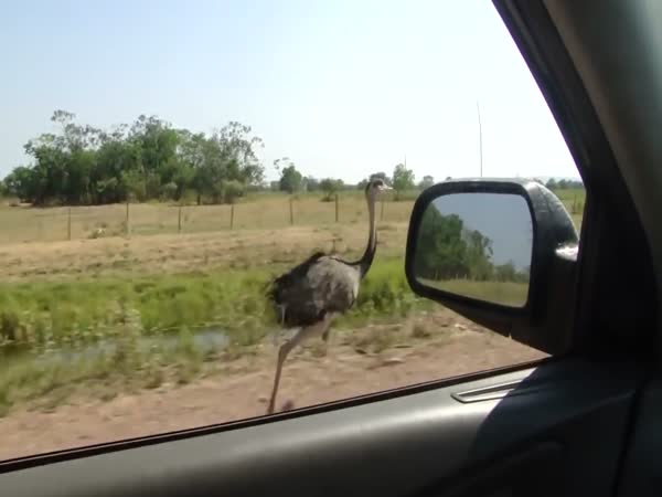 Ostrich Runs Beside Car