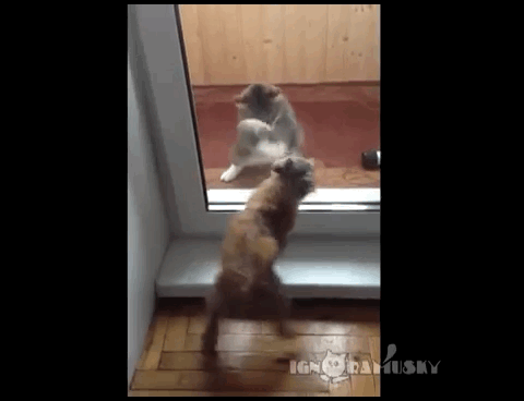 Acid Gifdump, January 03, 2018 (25 gifs)