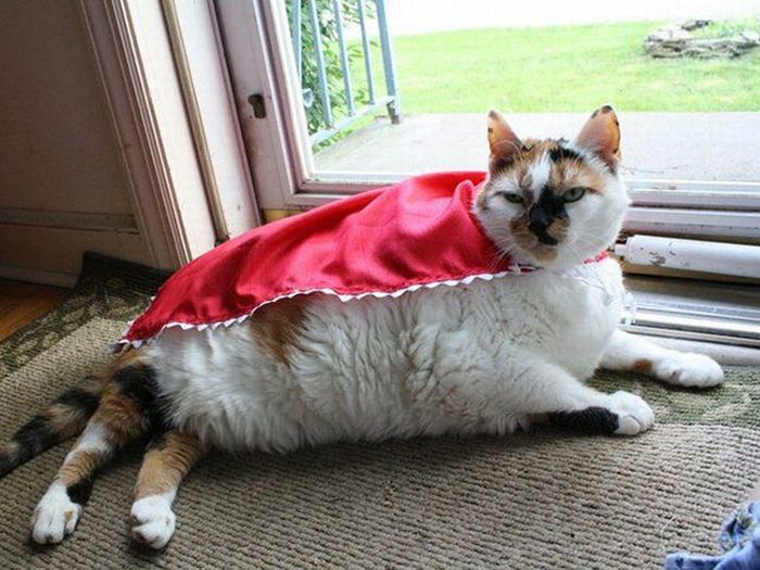 Cats Wearing Capes (16 pics)