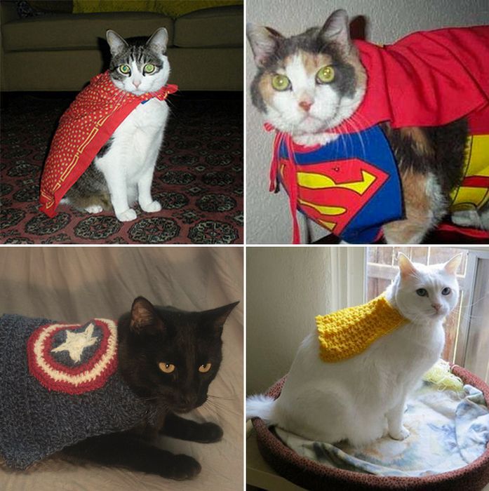 Cats Wearing Capes (16 pics)