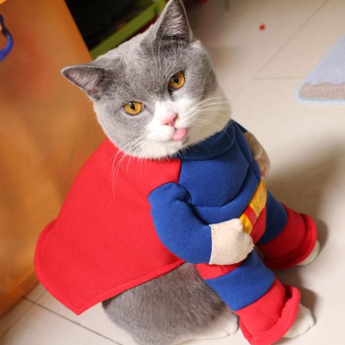 Cats Wearing Capes (16 pics)