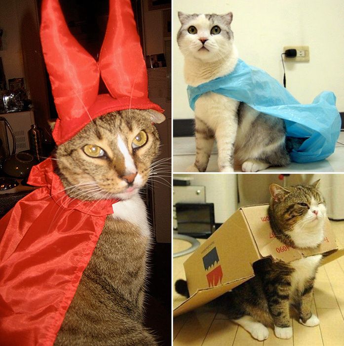 Cats Wearing Capes (16 pics)