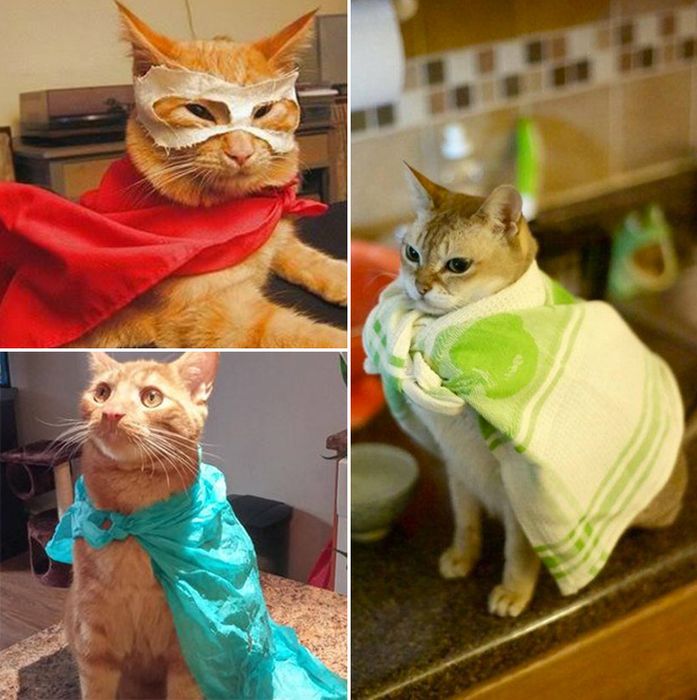 Cats Wearing Capes (16 pics)