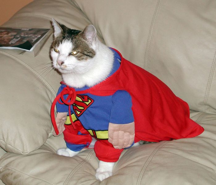 Cats Wearing Capes (16 pics)