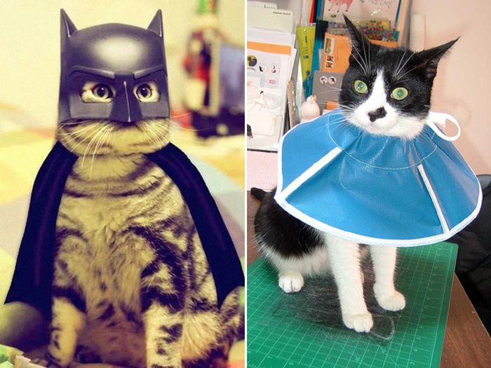 Cats Wearing Capes (16 pics)