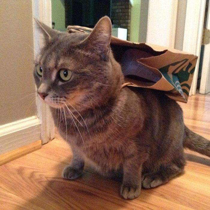 Cats Wearing Capes (16 pics)