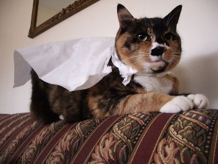 Cats Wearing Capes (16 pics)