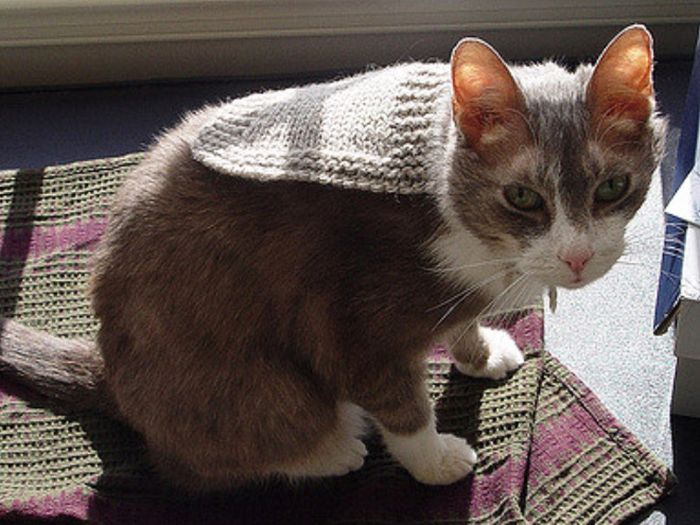 Cats Wearing Capes (16 pics)