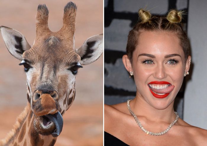 Celebrity Animal Lookalikes (20 pics)