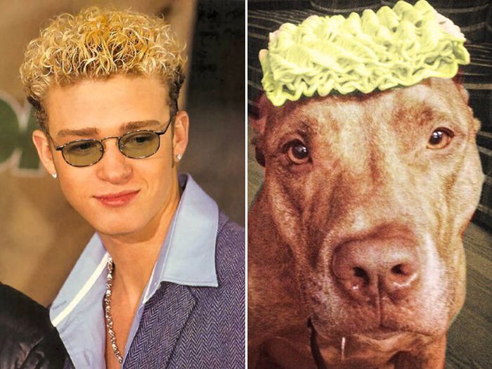 Celebrity Animal Lookalikes (20 pics)