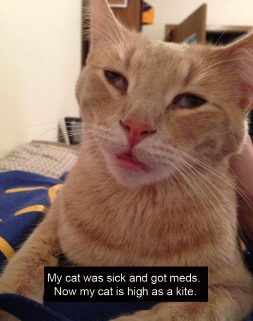 High Animals After The Vet Visit (14 pics)
